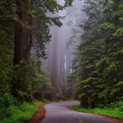 forêt embrumée